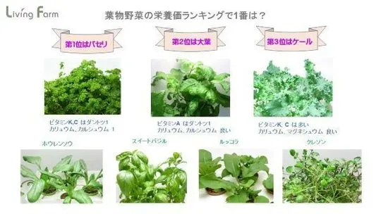 水耕栽培に適した野菜の「基本のキ」を知ろう
