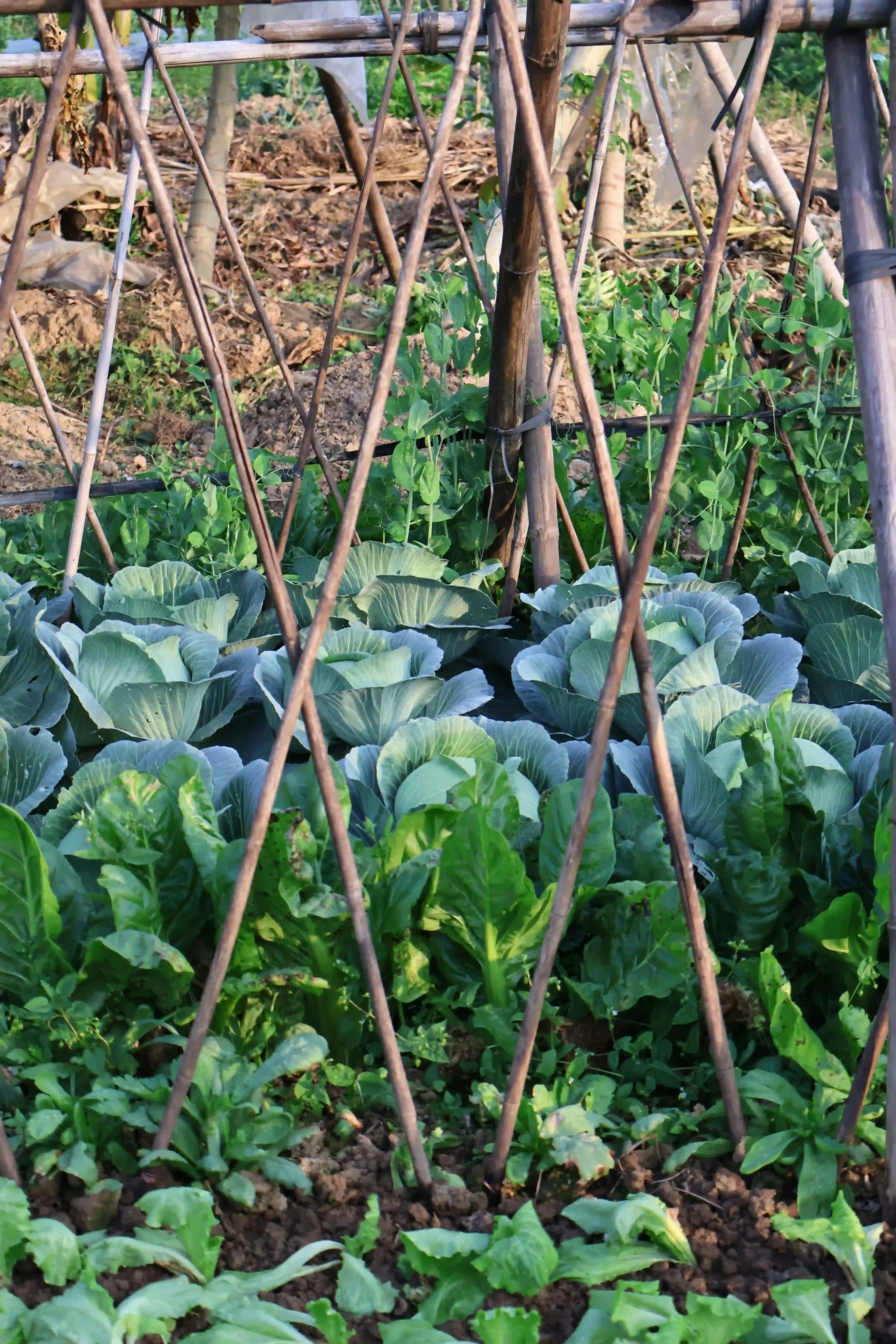 水耕栽培に適した野菜を選ぶ際のチェックポイント