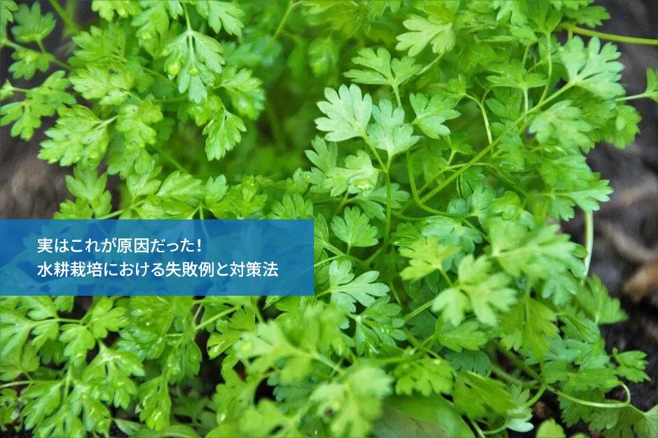 水耕栽培のよくある失敗例：なぜかうまくいかない時