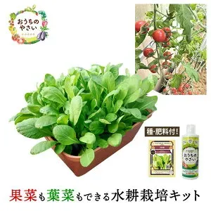 水耕栽培の初心者向け野菜セットで育てられる野菜とさらなるステップ