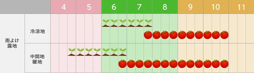 水耕栽培の収穫スケジュールを守るための管理術