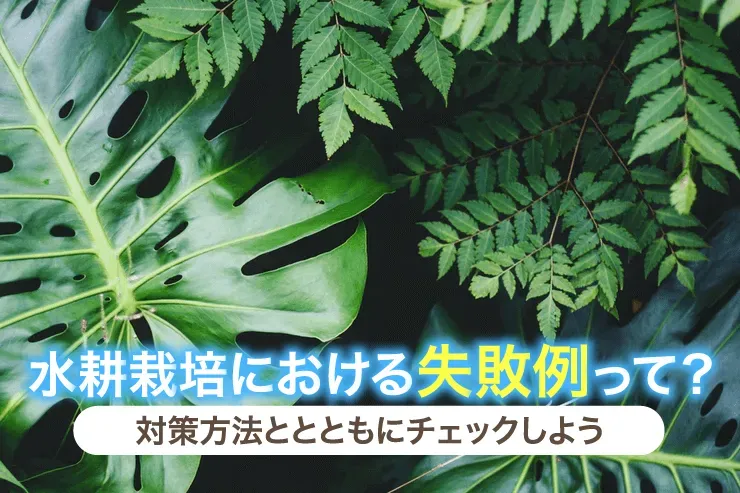 水耕栽培の失敗の原因を探る：根腐れ、生育不良、そのワケは？