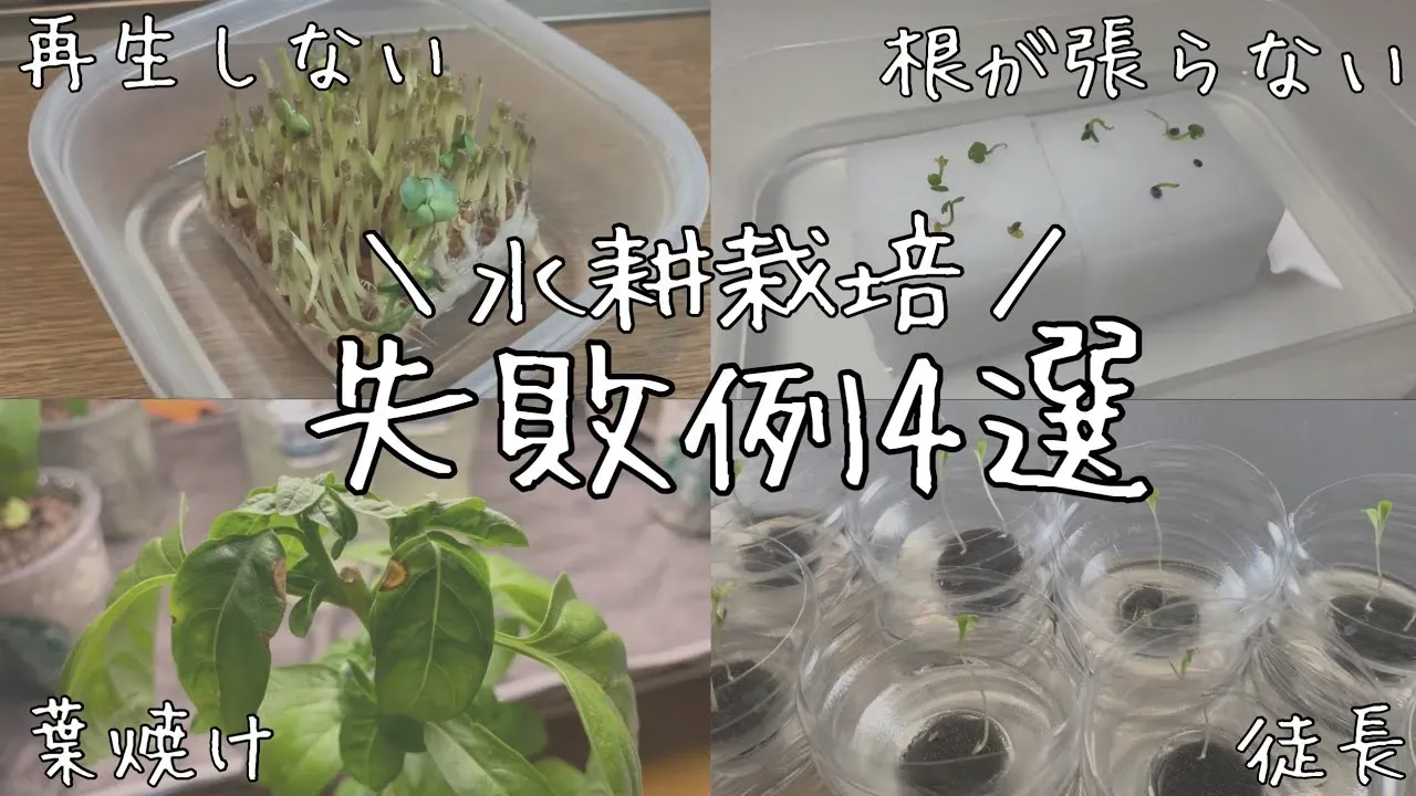 水耕栽培の失敗対策：具体的な解決方法と予防策