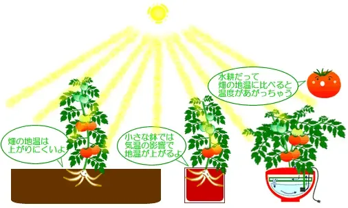 水耕栽培の温度管理のコツ【夏編】