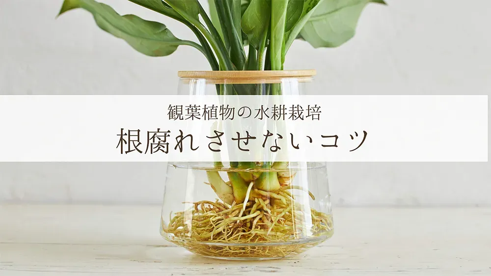 水耕栽培キット選びとトラブル回避のポイント
