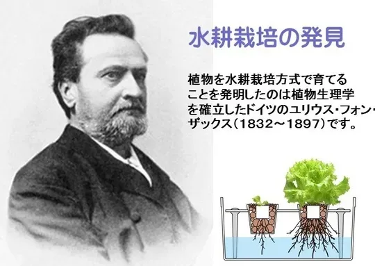 現代の水耕栽培：技術の進化と広がり