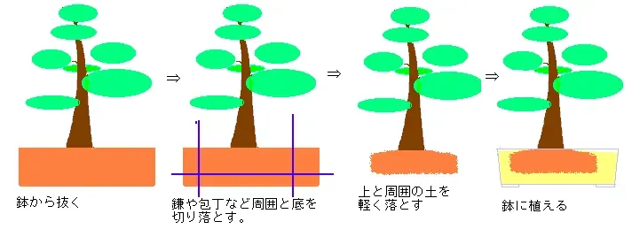 盆栽の植え替え時期に関するよくある質問