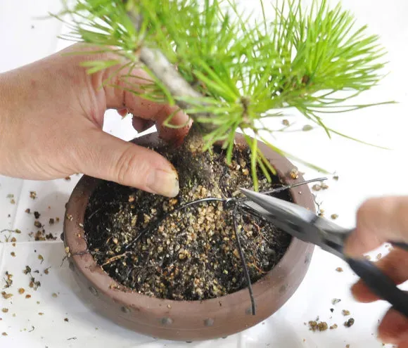 盆栽の植え替え時期はいつ？最適なタイミングを見極める