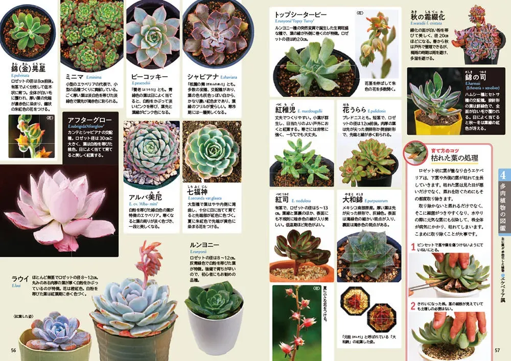 育てやすい多肉植物の種類と特徴：初心者さん向けガイド