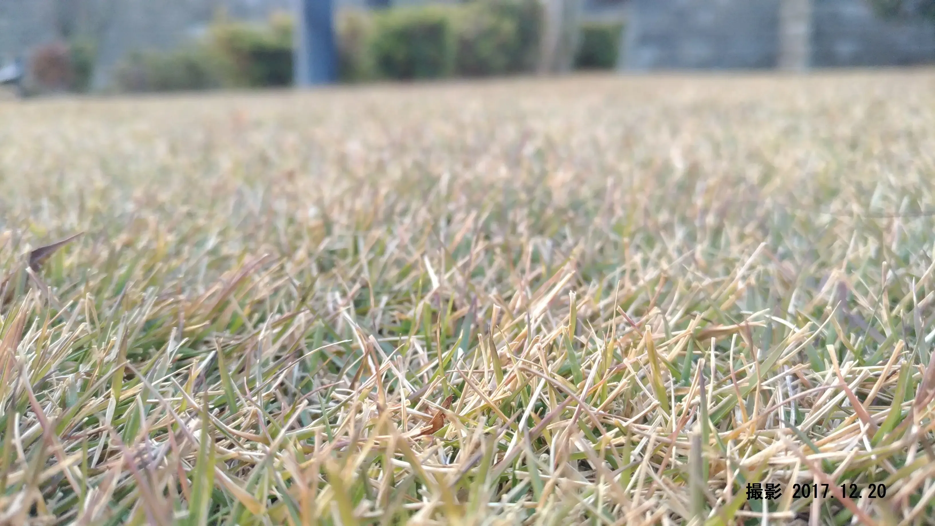芝生が茶色い…これって枯れてる？芝生の枯れる原因のサイン