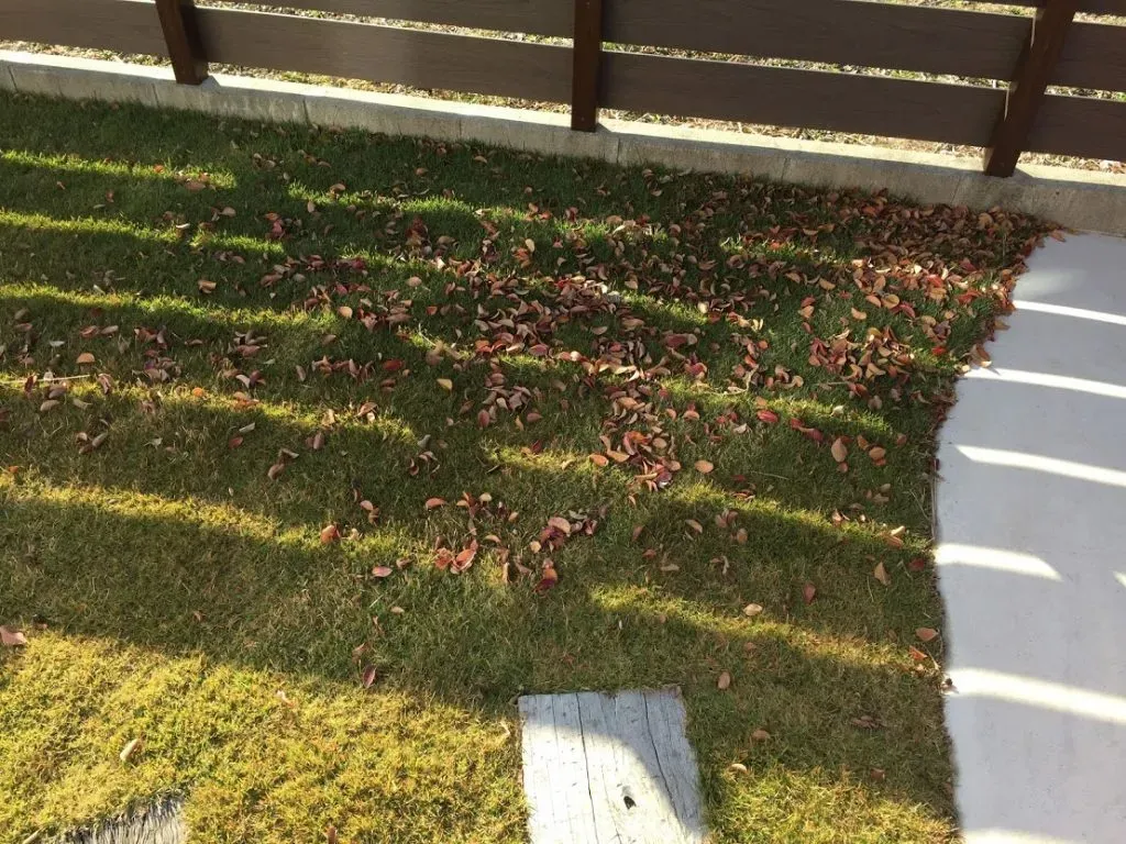 芝生の冬越し準備、始める前に知っておくこと