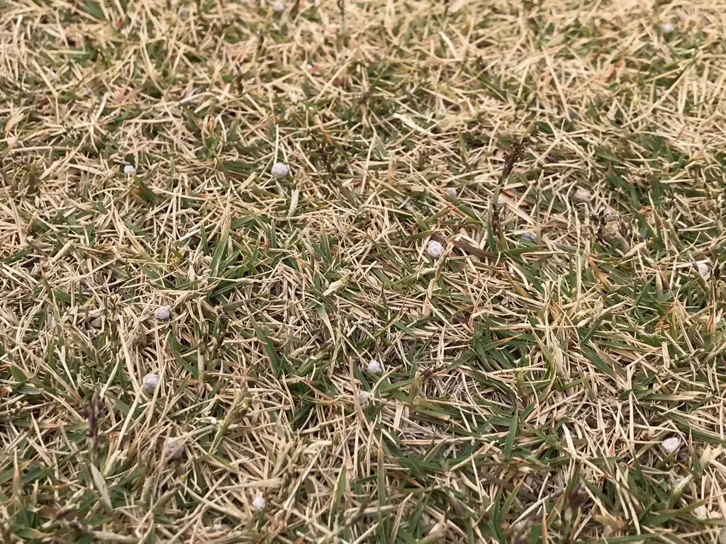 芝生の冬越し準備で来春の芝生が劇的に変わる！プロが教える秘訣と簡単ステップ