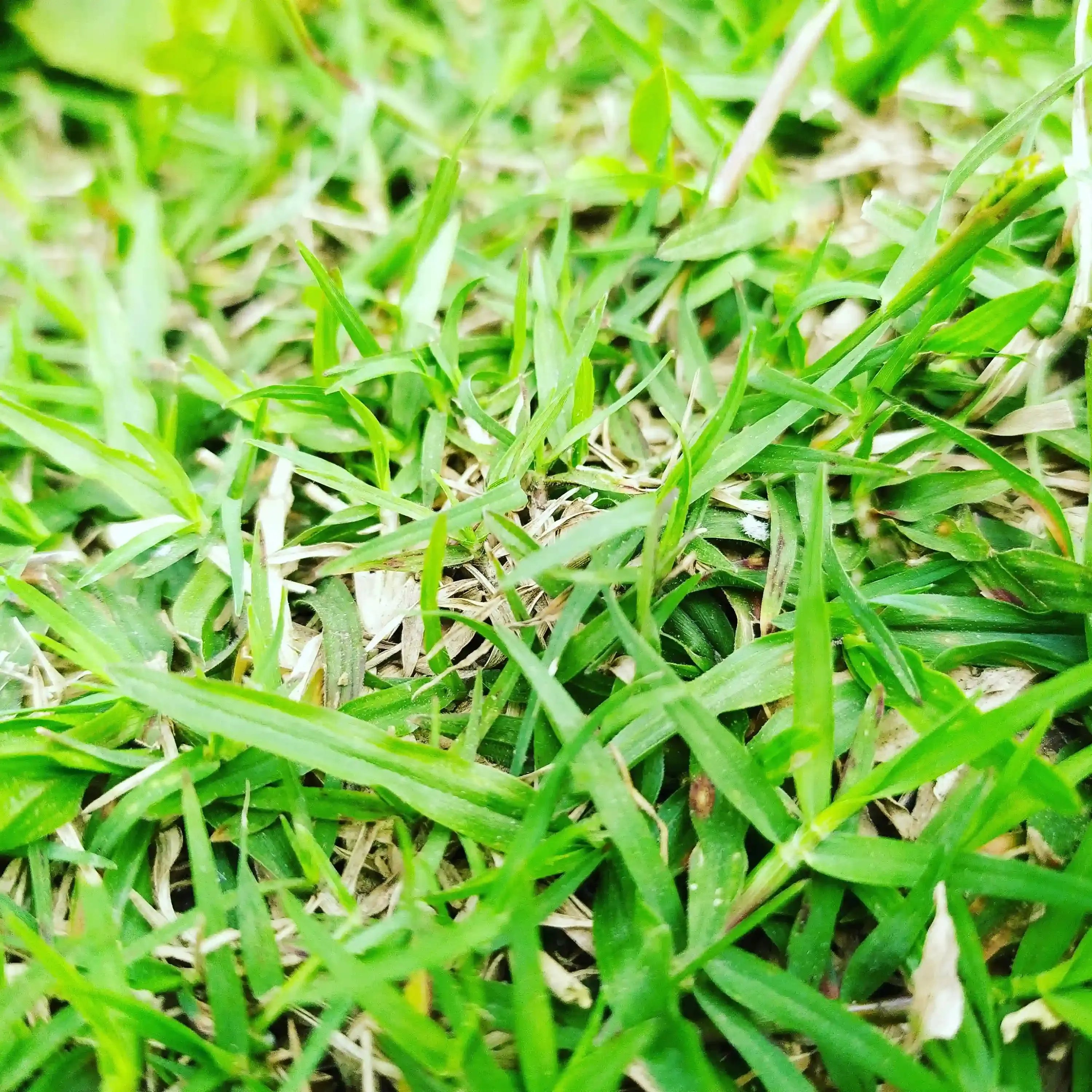 芝生の害虫駆除用グッズを使う前に知っておきたいこと