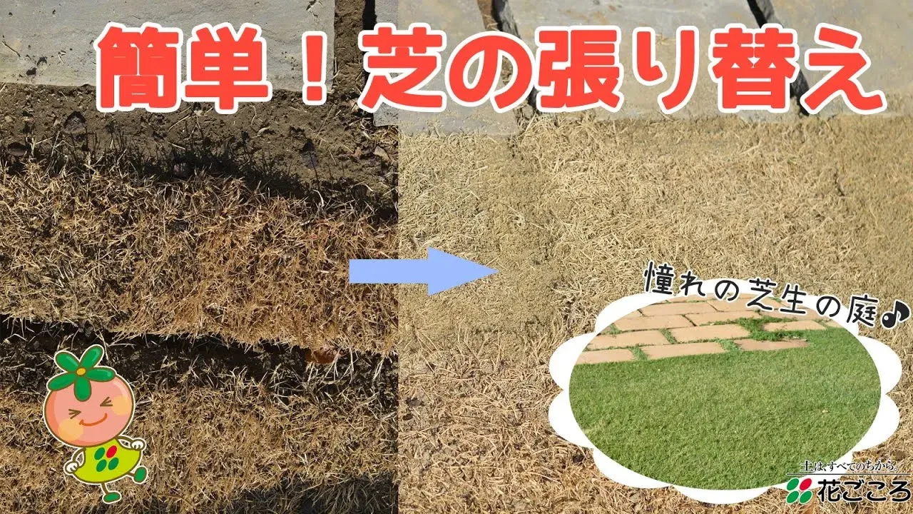 芝生の張替え時期に合わせた具体的な作業手順