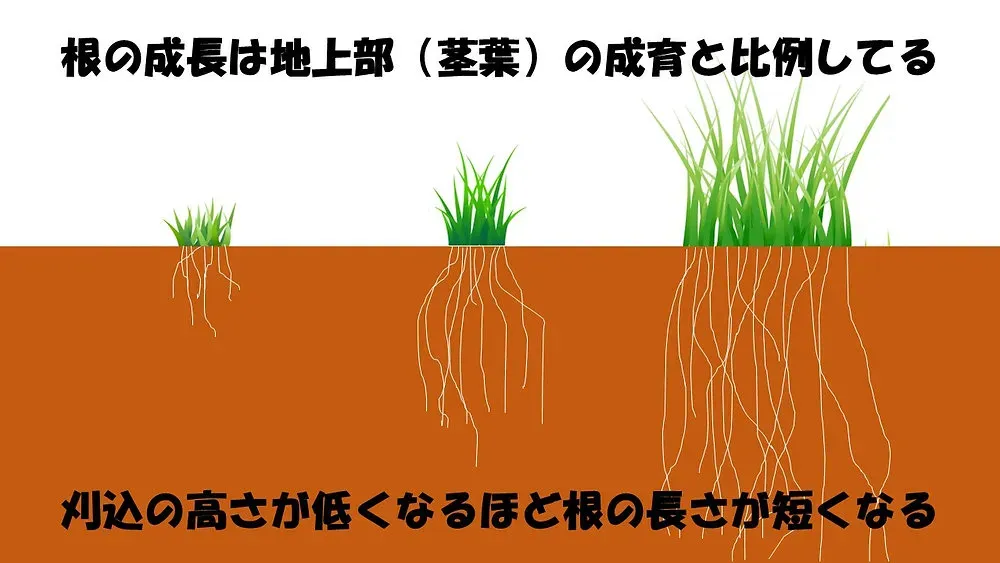 芝生の根の成長を促す水やり・肥料のポイント