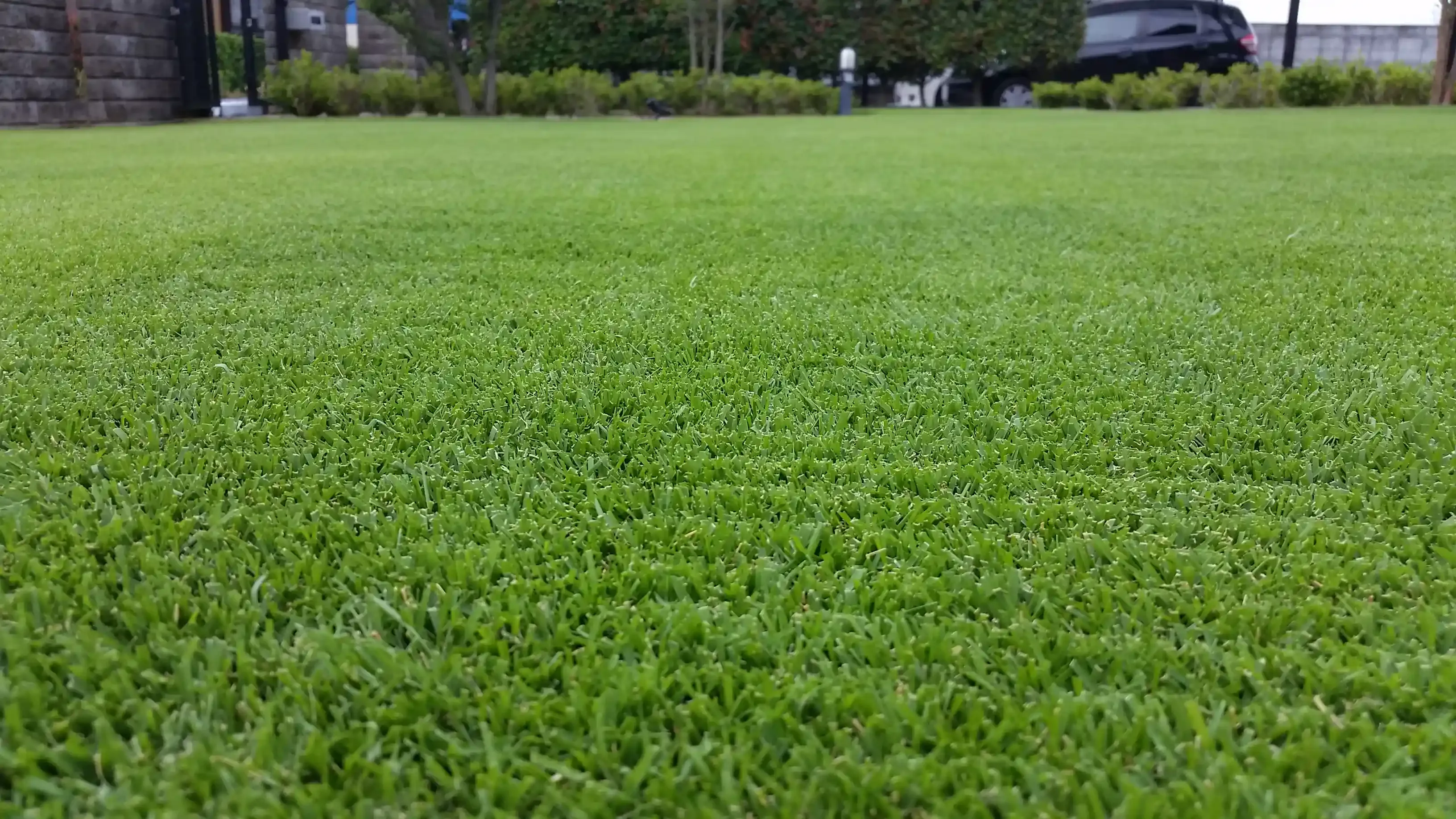 芝生の耐久性を上げる水やりと肥料の正しい知識