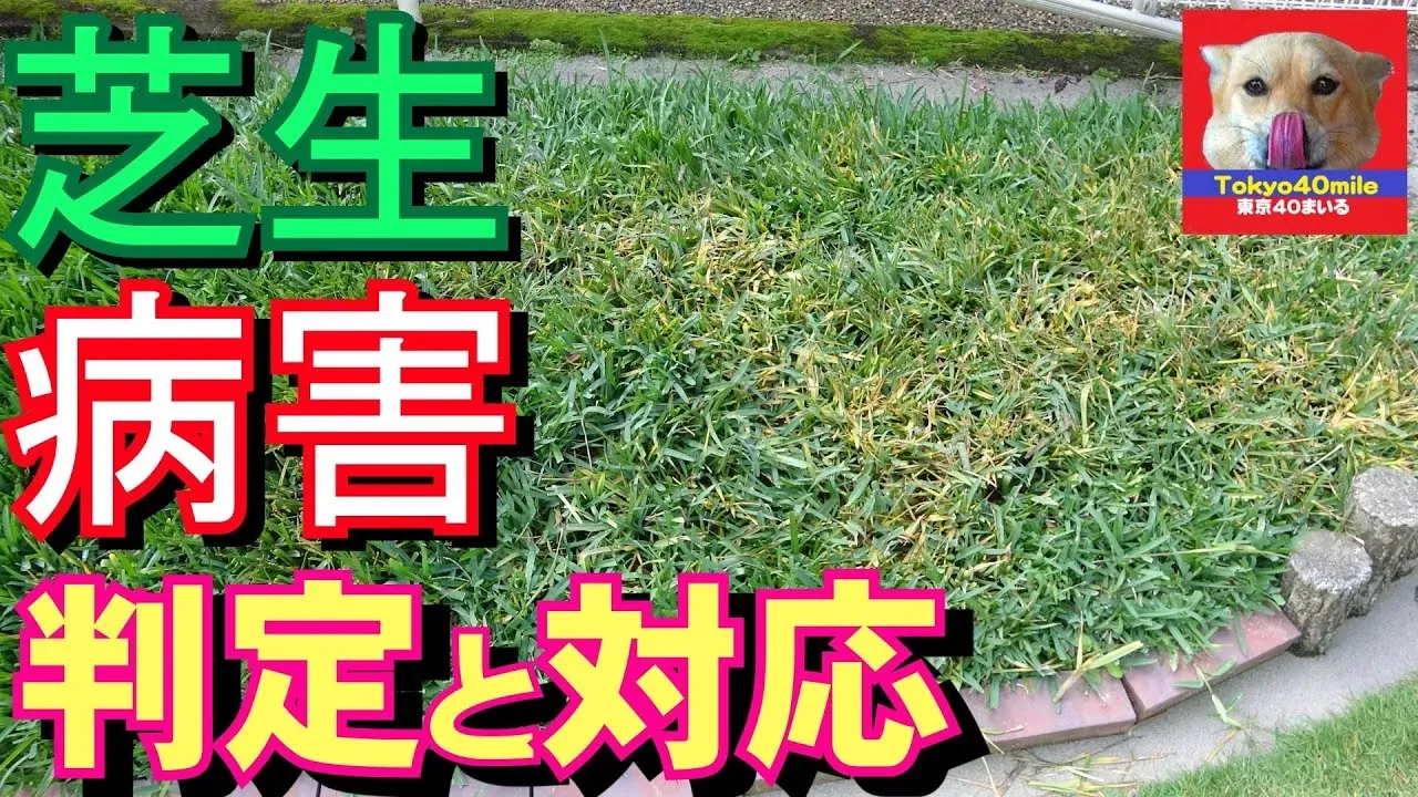 薬剤に頼らない！自然な芝生の病害虫対策と土壌改善