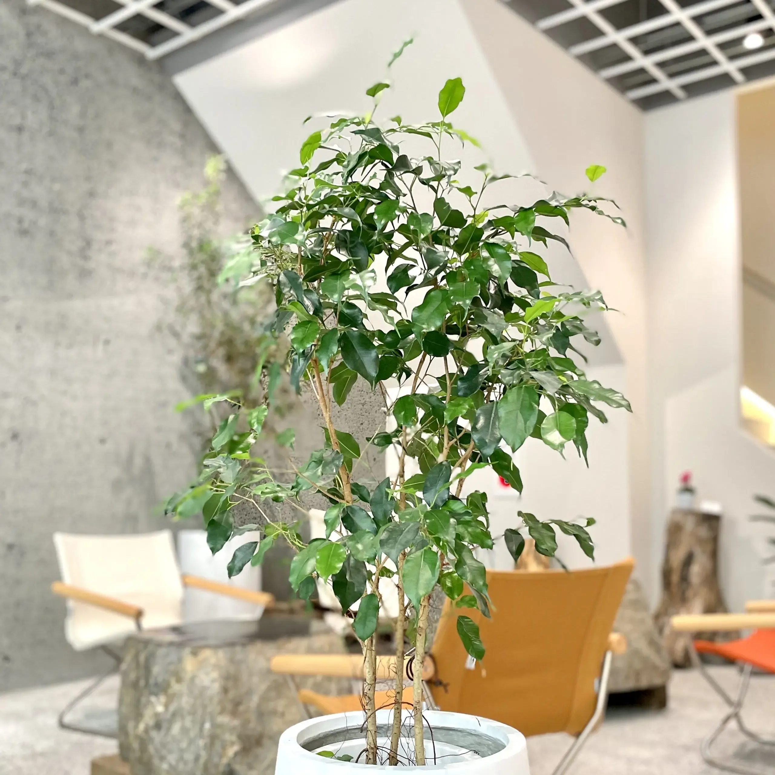 観葉植物の冬越しで起こりやすいトラブルとその原因