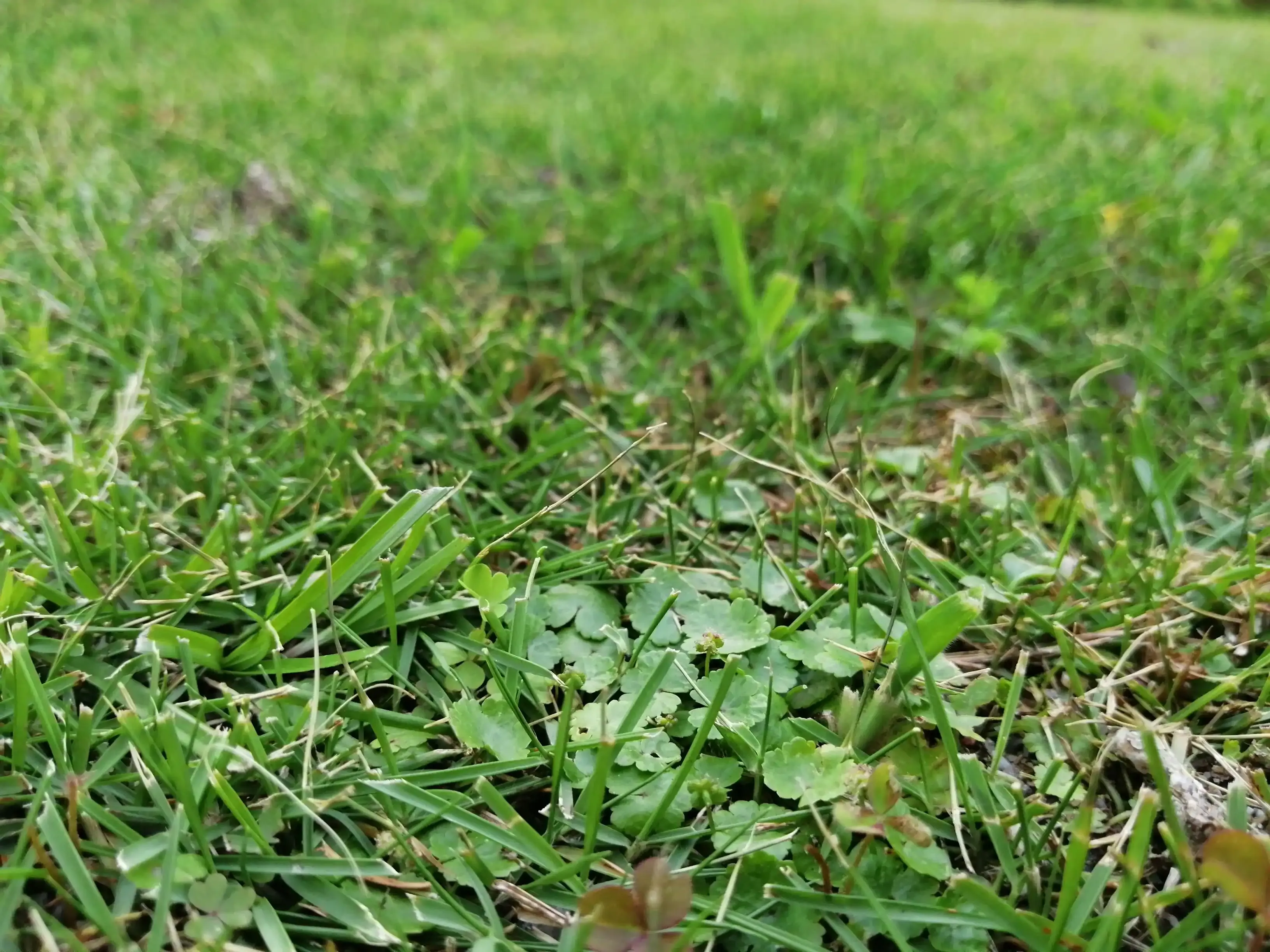 賢く選ぶ！芝生の雑草対策に役立つアイテムと使い方