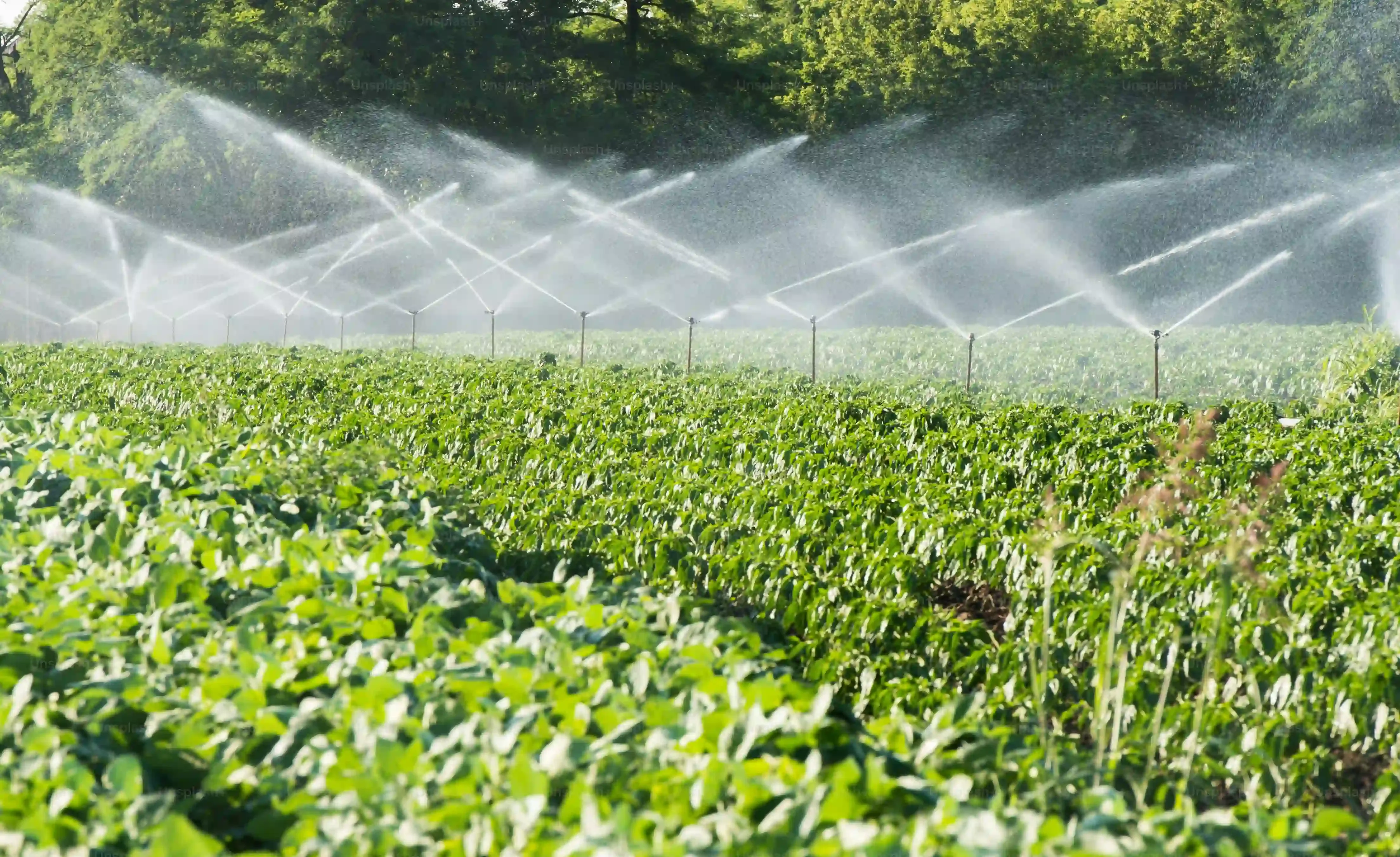 野菜別！水耕栽培の収穫スケジュールと見極め方