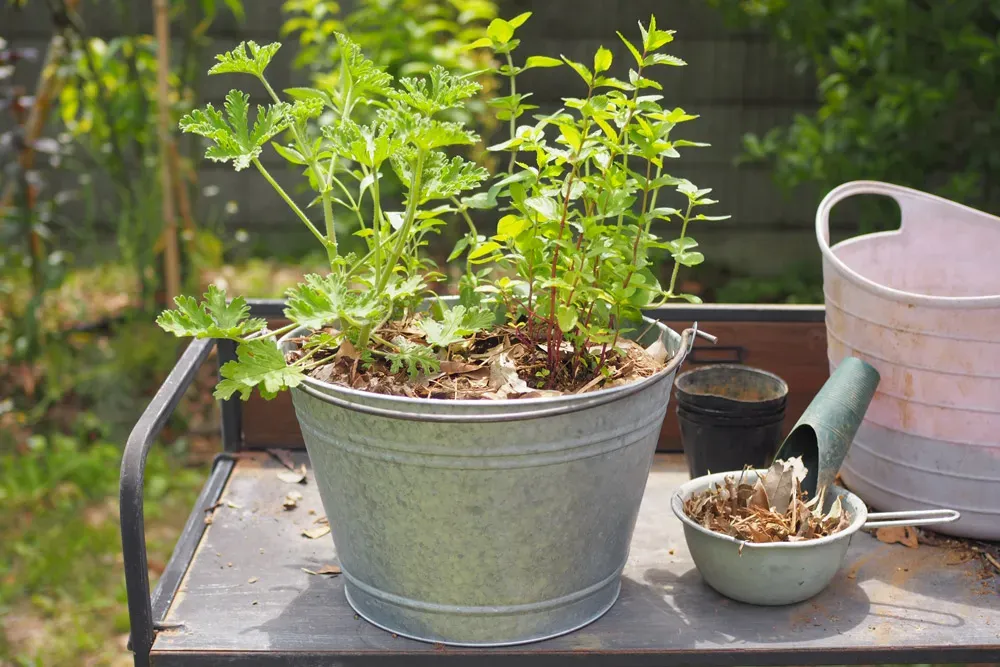 ハーブの寄せ植えアイデア：【驚き】誰でも簡単！センス抜群の秘密テクニックを公開