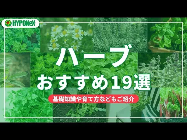 【決定版】初心者向けハーブ栽培ガイド：失敗しない育て方とおすすめ品種