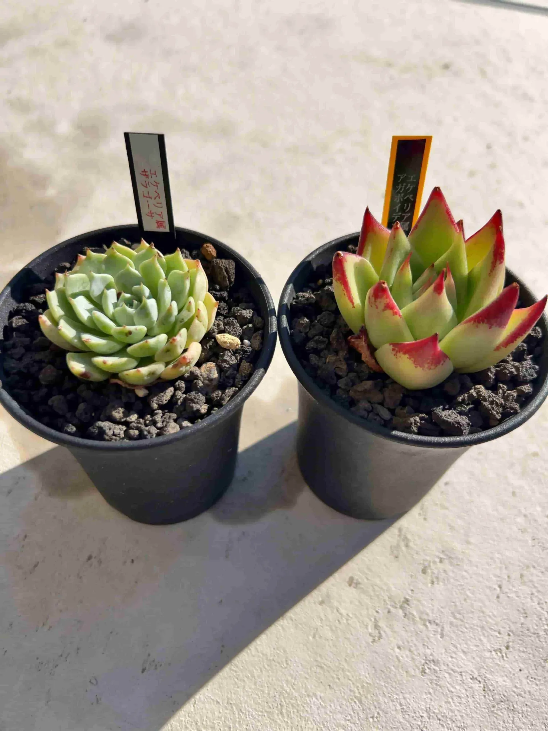 多肉植物の成長記録の撮り方：初心者でも簡単！撮影のコツと秘訣