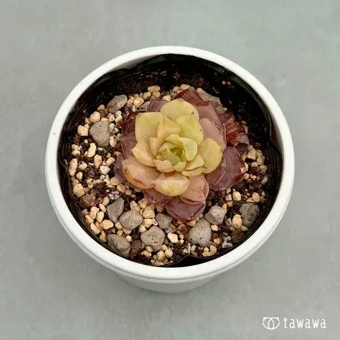 多肉植物の枯れる原因と【完全対策】！初心者でも【絶対】成功する育て方ガイド