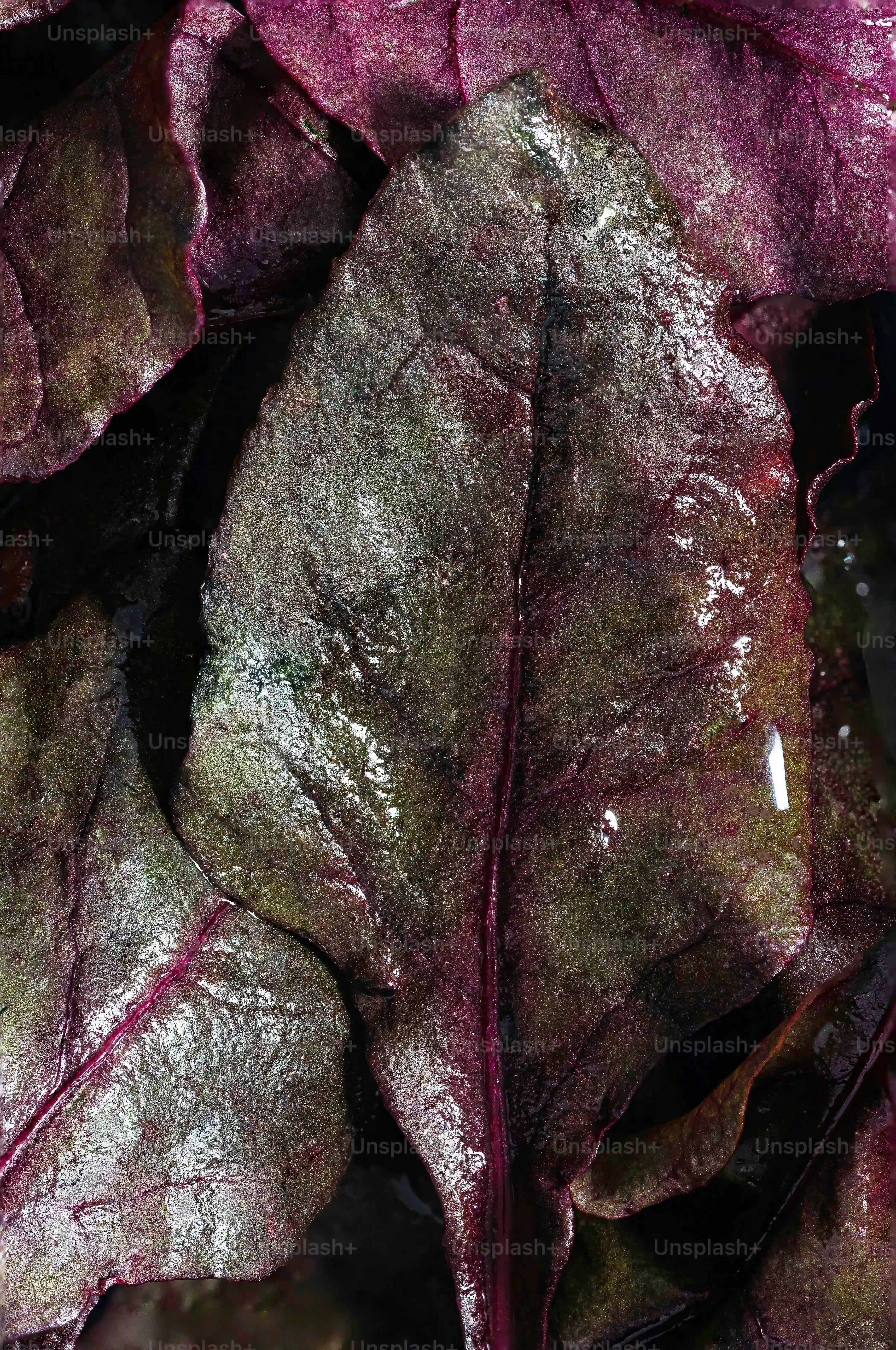 多肉植物の葉っぱのケアから始める！葉挿しで失敗しない絶対成功ガイド
