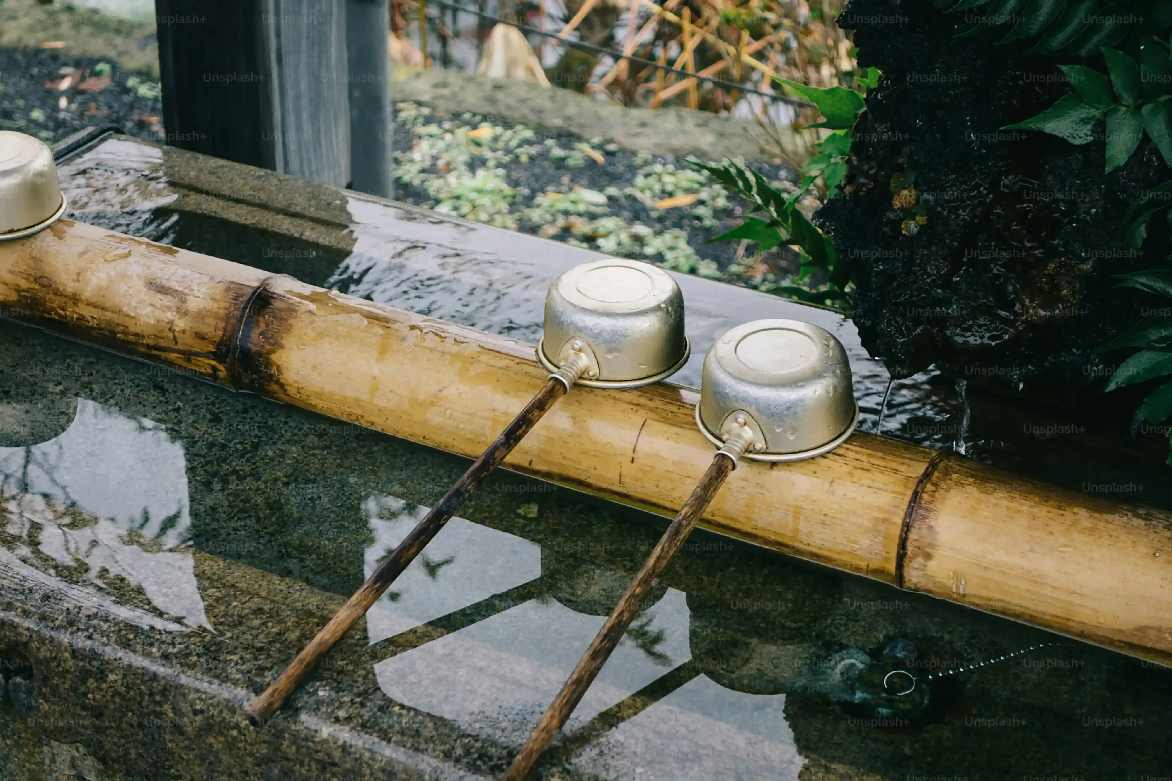【超簡単】東京でおすすめの水耕栽培キット失敗しない育て方
