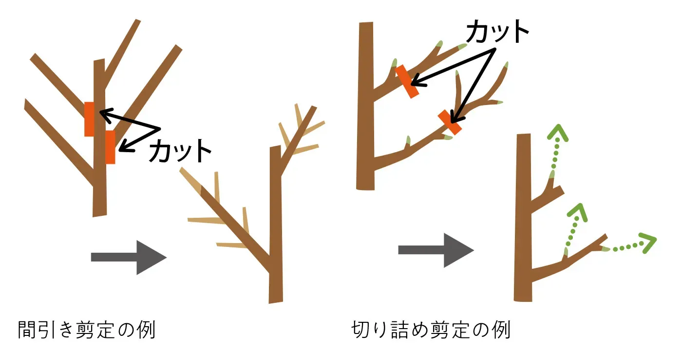 成功率が劇的に上がる果樹の剪定のコツ：初心者向け徹底解説