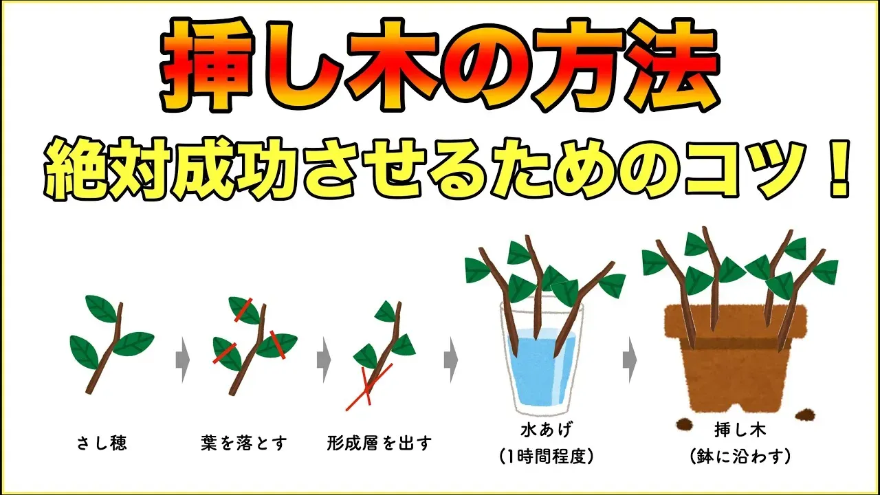 果樹の挿し木方法完全ガイド：初心者でも失敗しないコツ