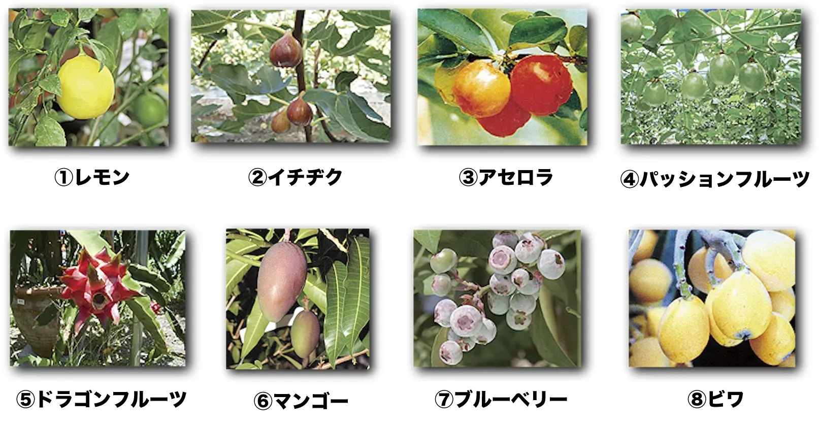 果樹の種類別育て方：家庭で初心者でも簡単！甘くて美味しい実りを確実にする究極ガイド