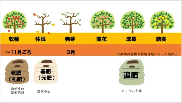 【初心者必見】果樹の肥料の選び方で「失敗」しない！「簡単」ステップ解説