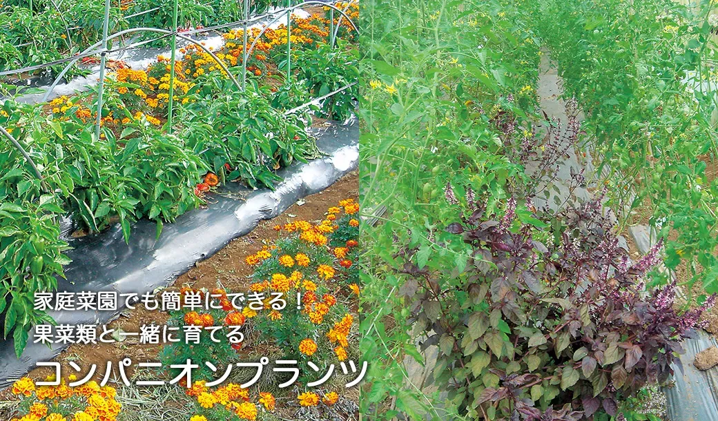 【永久保存版】果樹栽培とコンパニオンプランツの究極ガイド！病害虫対策と収穫量アップ