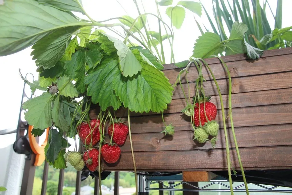 驚くべき水耕栽培でできる果物！自宅で育てる究極ガイド