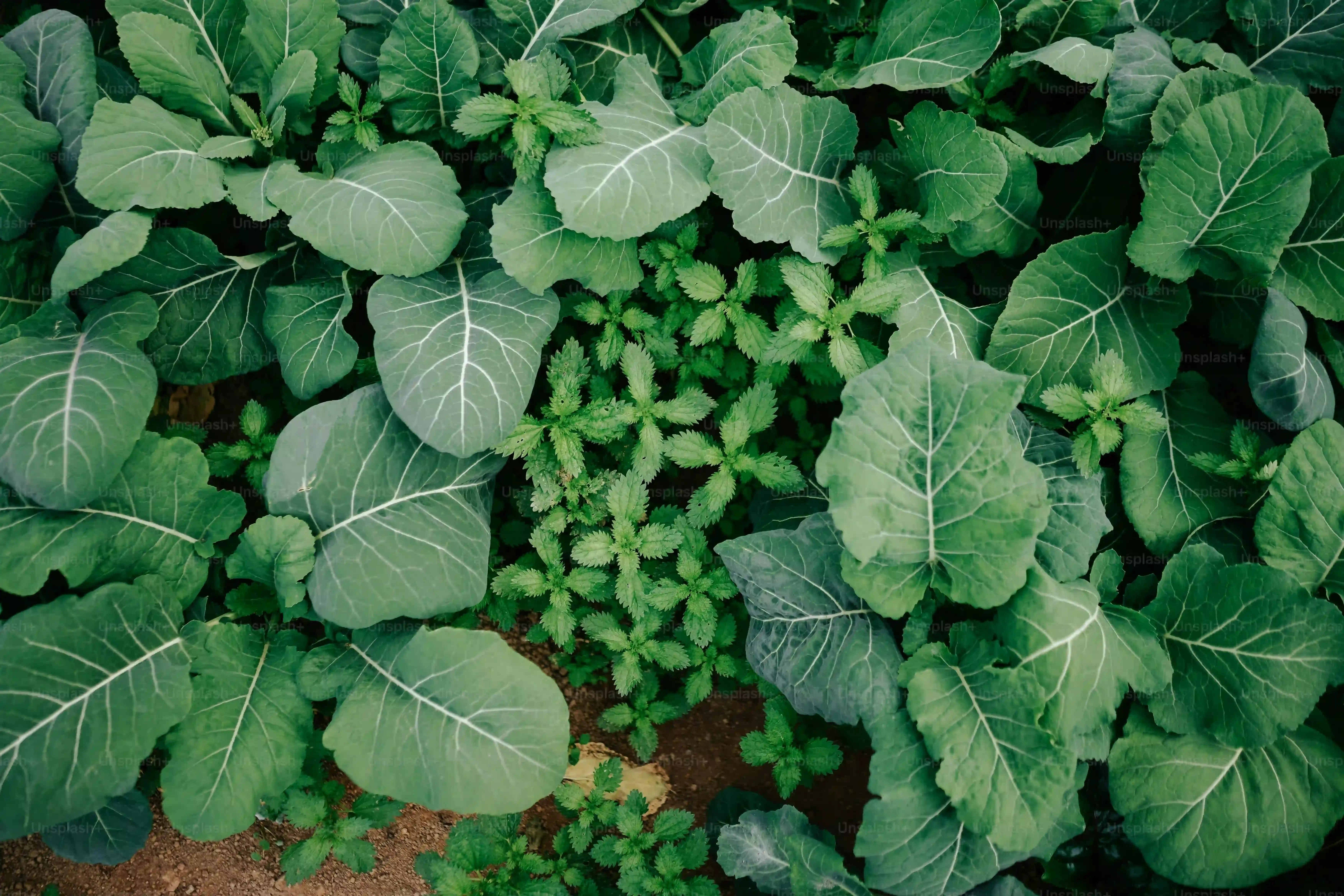 水耕栽培に適した野菜10選！絶対失敗しない選び方と育て方