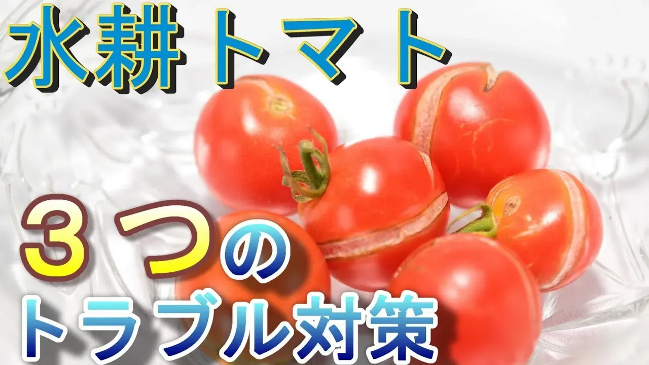 水耕栽培のトラブル対策：絶対失敗しない！【完全保存版】証明済み究極マニュアル