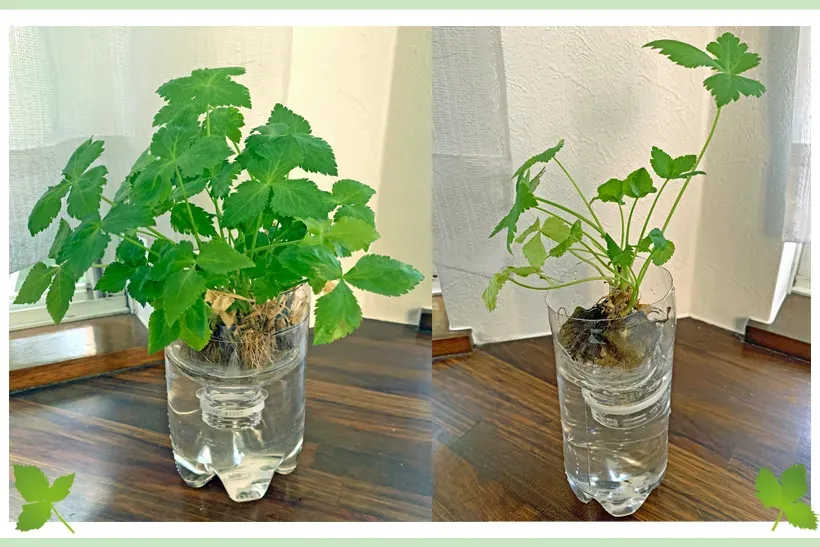 【最新版】水耕栽培の収益化方法：安定収入を掴む実践テクニック