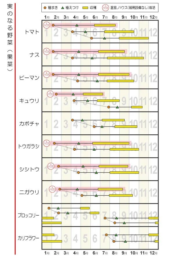 初心者でも完璧！水耕栽培の収穫スケジュール：失敗しない育て方と収穫のコツ