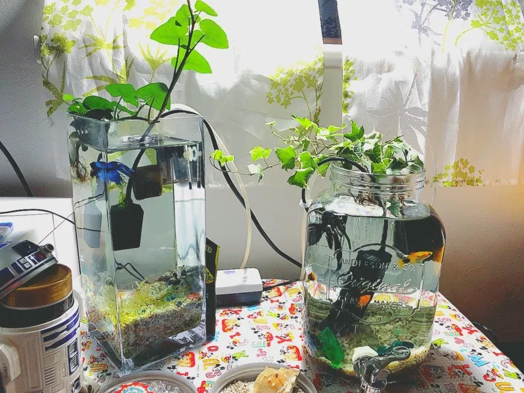 水耕栽培の水質管理：失敗は許されない！収穫激減を招く落とし穴と対策