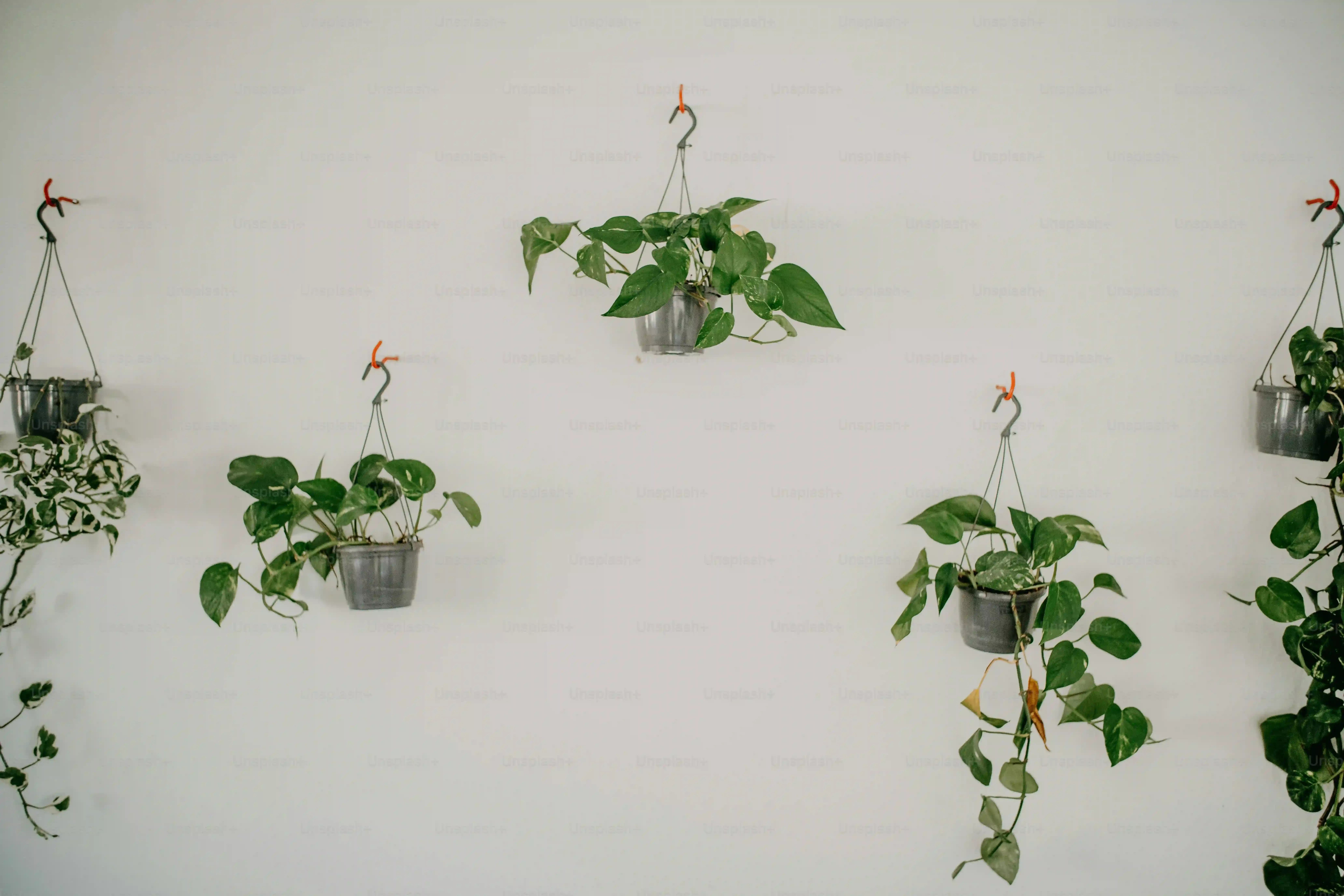 盆栽の植え替え時期はいつ？失敗しないタイミングと方法
