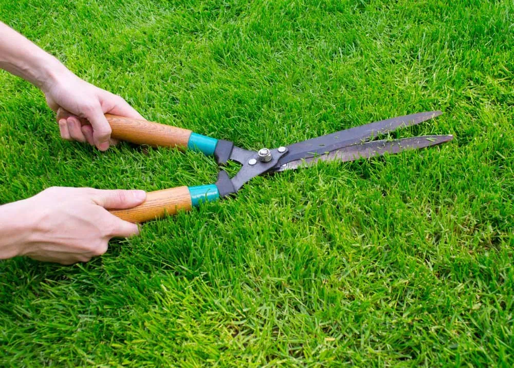 芝生のDIY手入れ術：青々と茂る秘密！誰でもできる完璧ガイド