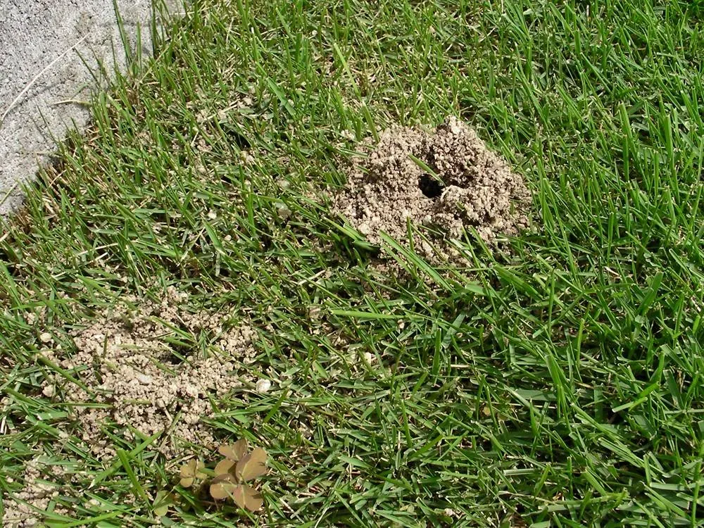 芝生の病害虫対策の全て！見るべき完全ガイドで失敗ゼロに