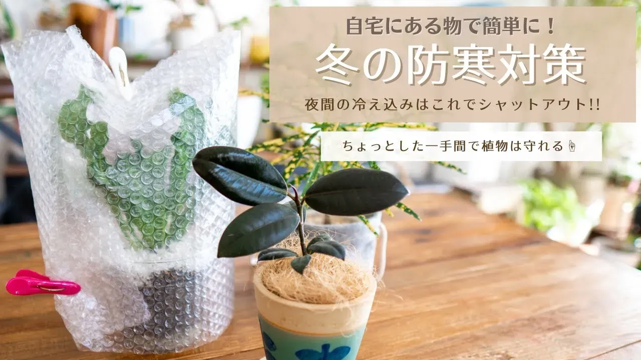 観葉植物の冬越し対策はこれで安心！初心者向け簡単ガイド